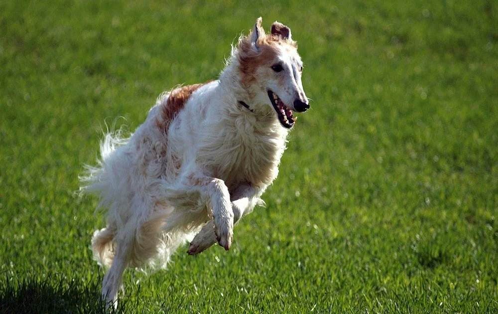 17 самых быстрых собак мира