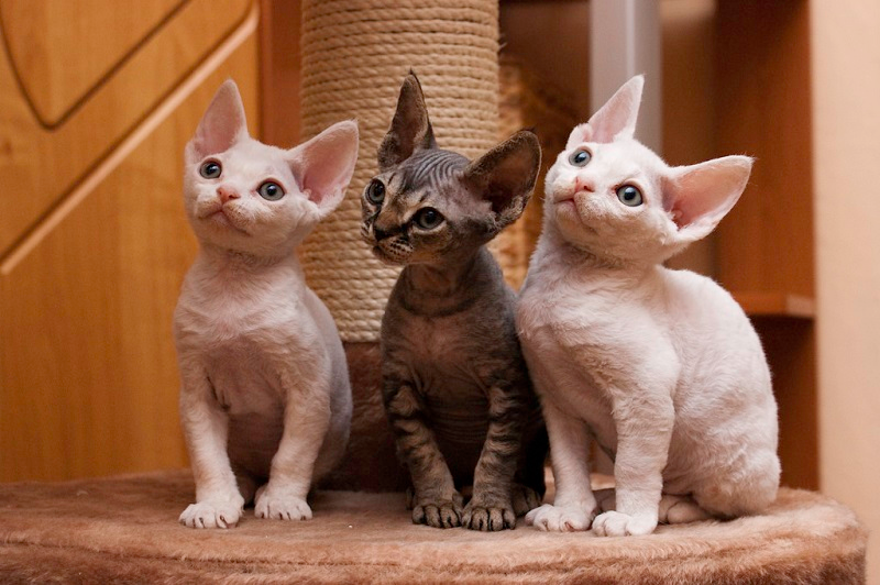 Кошка породы девон рекс — описание, характер и особенности умной короткошерстной кошки (135 фото)