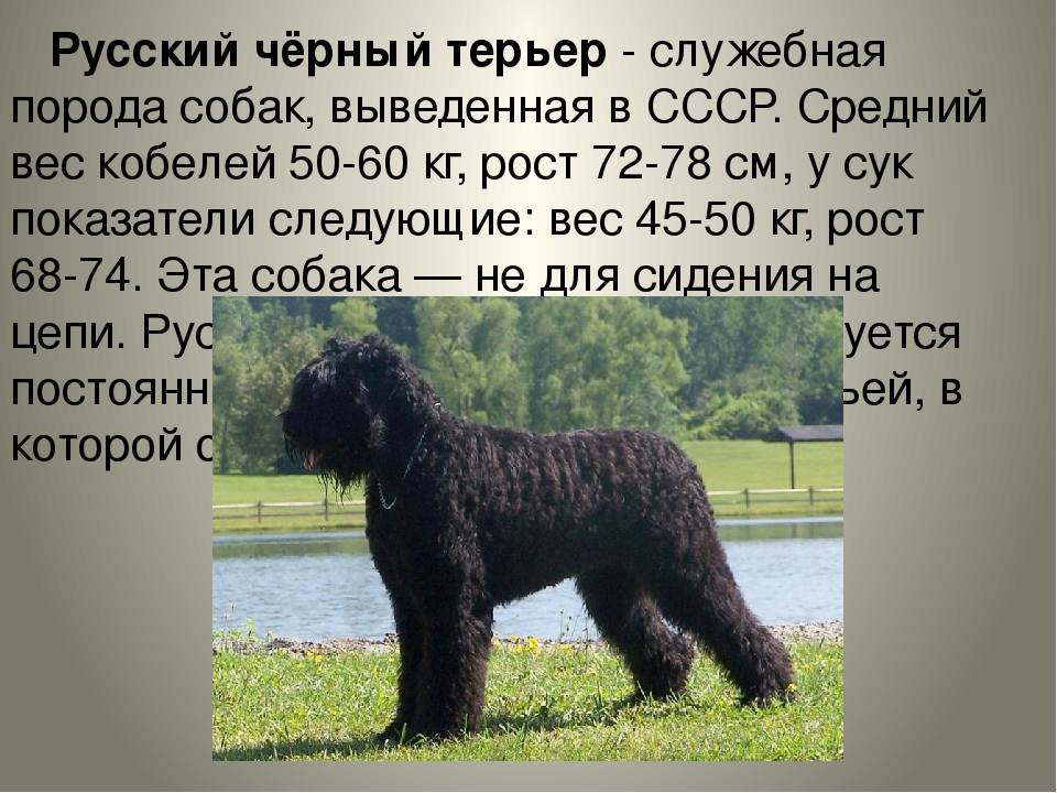Топ 10 самых популярных и модных пород собак в россии и украине в 2022 году: фото с названиями. самые модные породы маленьких и средних собак для квартиры 2022 года