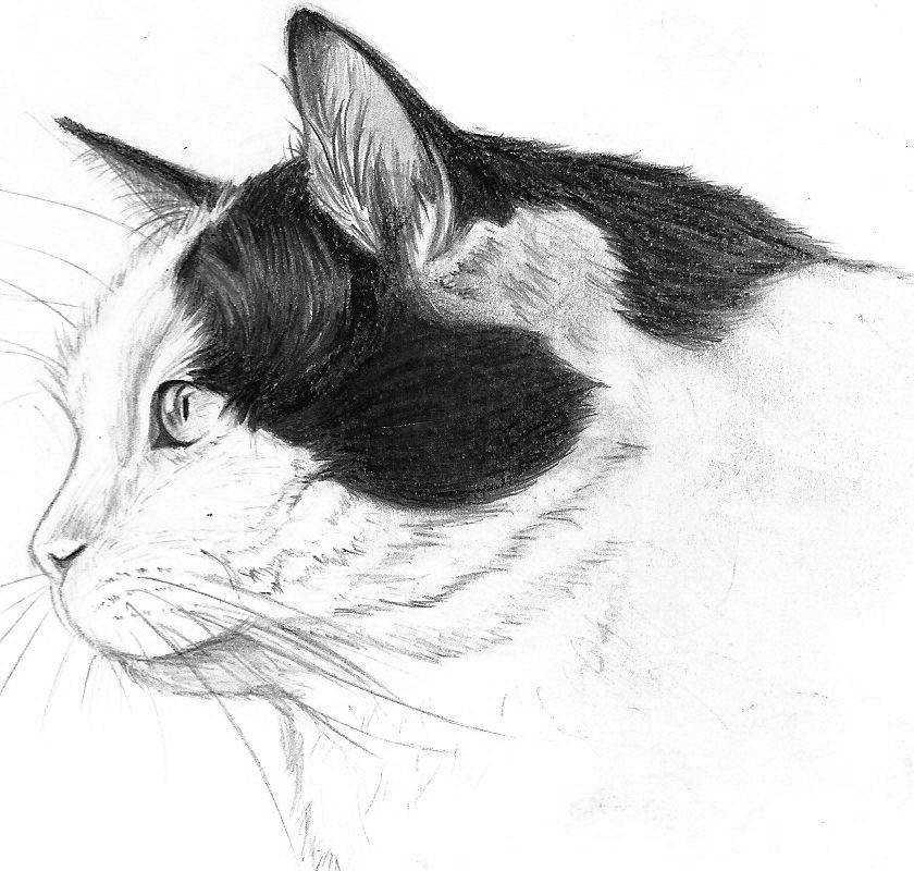 Как нарисовать сидячую кошку поэтапно | профиль, карандашом, как рисовать