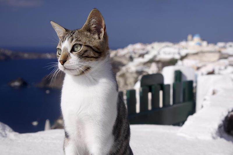 Эгейская кошка: подробный обзор породы с фото и видео