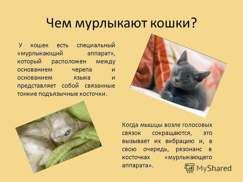 Почему кошки мурчат: интересные факты и предположения | ваши питомцы