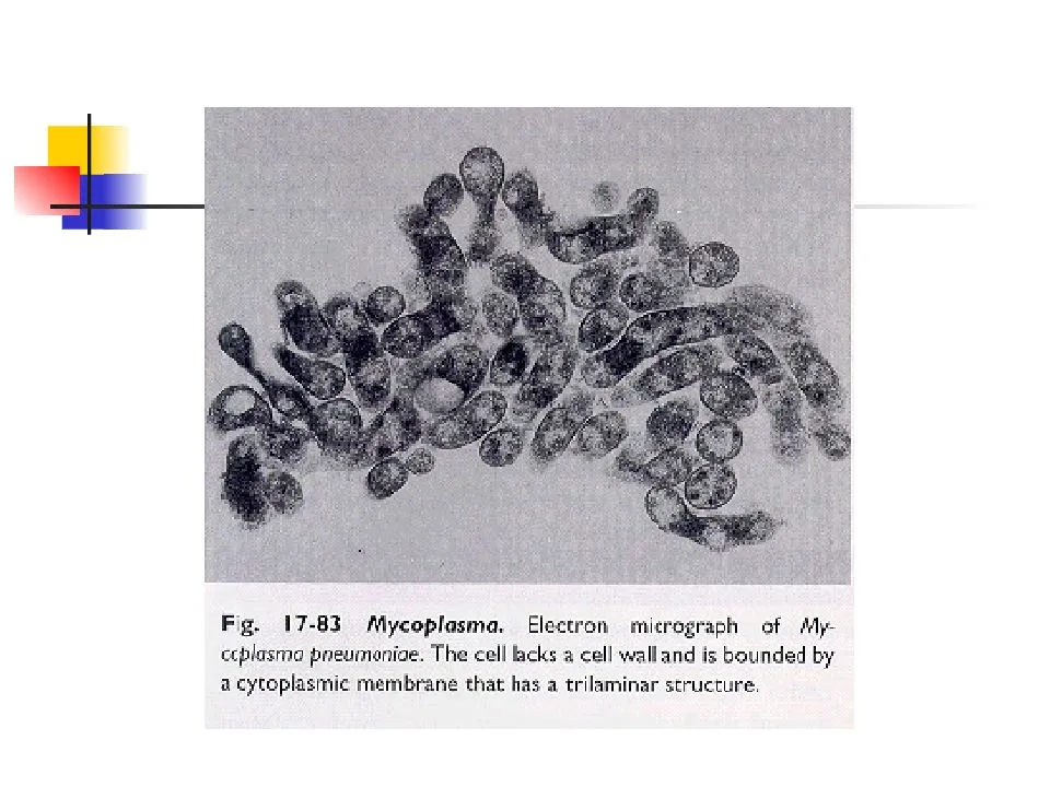 Mycoplasma hominis. пути заражения, симптомы заболевания, лечение * клиника диана в санкт-петербурге