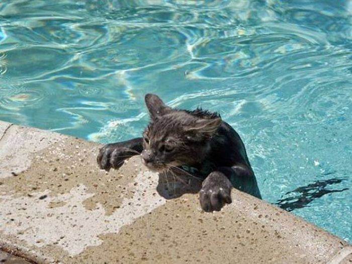 Почему кошки и коты боятся воды – 7 объяснений