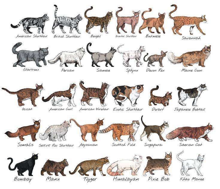 Как определить породу кошки: 11 шагов