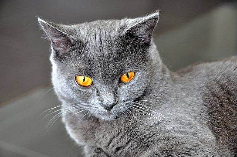 Кошка шартрез: описание породы, фото, видео, отзывы владельцев
