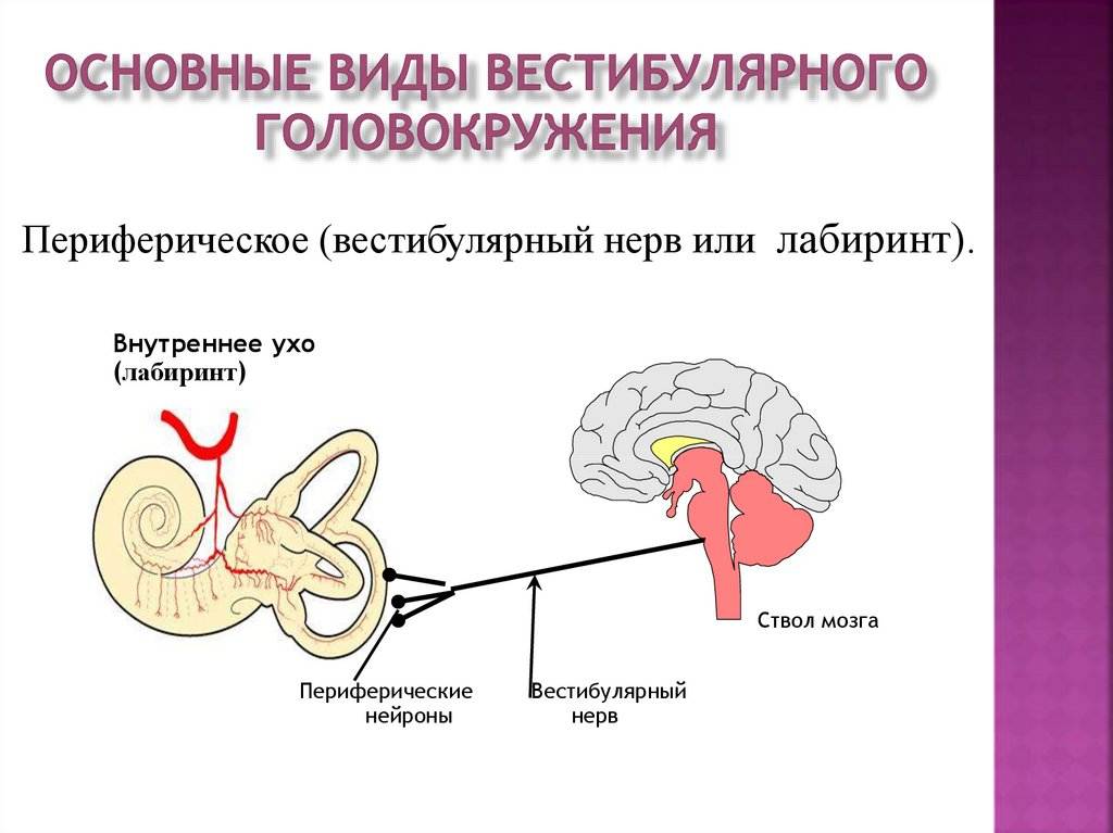 Нарушение вестибулярного аппарата. Вестибулярный нерв Лабиринт уха. Невестибулярное головокружение. Нарушение функции вестибулярного аппарата. Вестибулярные нарушения головокружение.