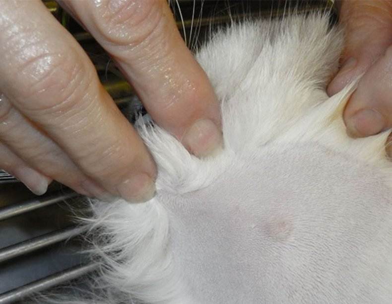У кота шишка на спине под кожей - причины и лечение