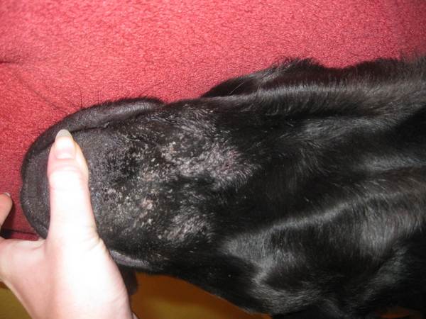 Грибок у собаки: симптомы и лечение | на лапах, фото, чем лечить