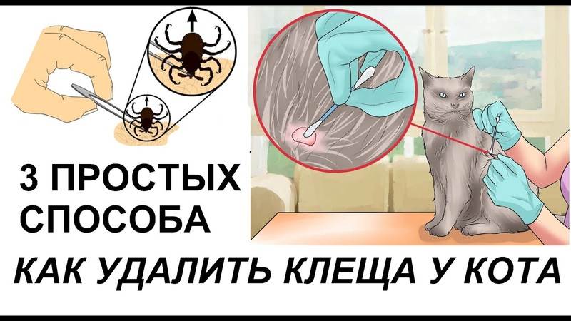 Кошку укусил клещ - чем это опасно и как защитить! | caticat.ru