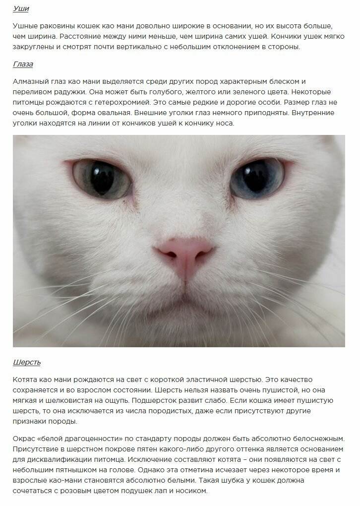 Као мани – подробное описание породы и фото кошек | ваши питомцы