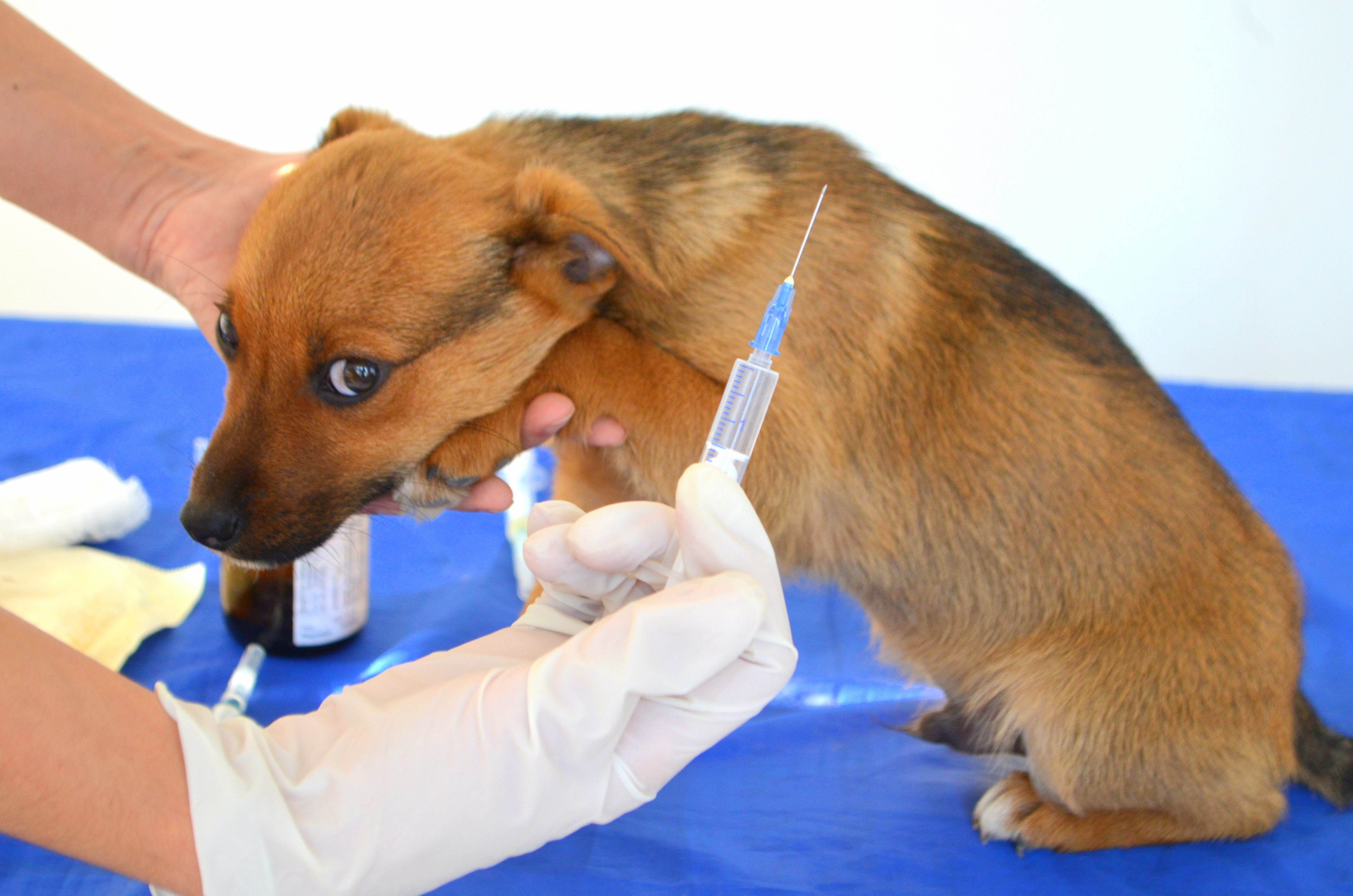 Прививки для собак (вакцинация): таблица и правила по возрасту | petguru