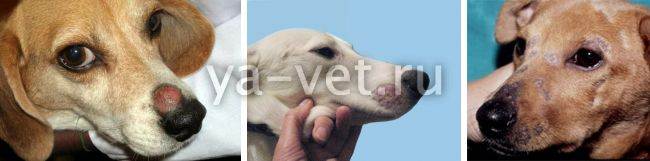 Микроспория или стригущий лишай у собак: симптомы и лечение