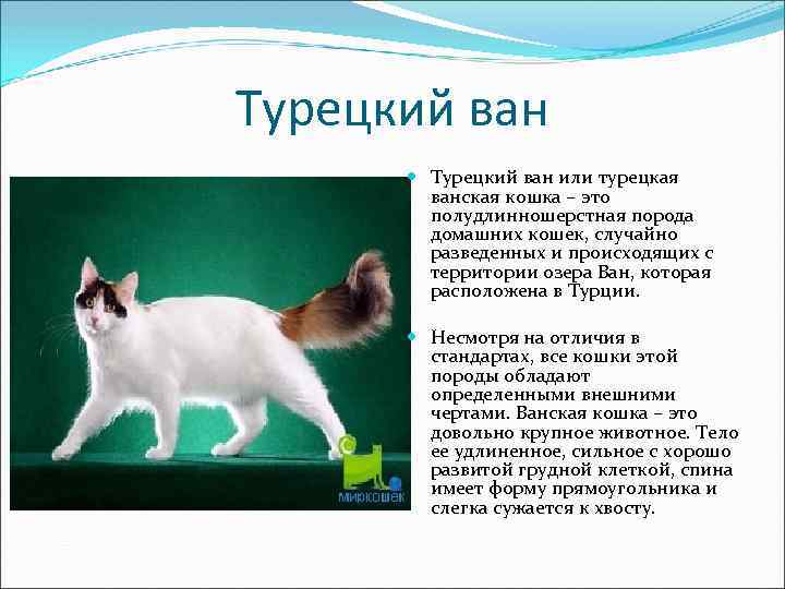 Турецкий ван: 5 поразительных вещей, которые следует знать про эту породу кошек - коточек
