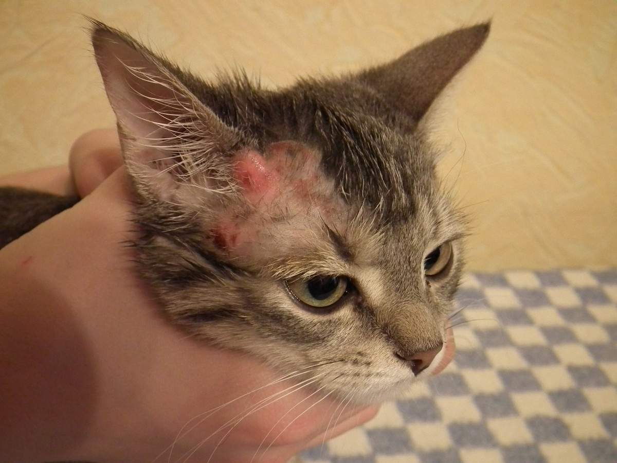 Солнечный дерматоз у кошек: фото и лечение