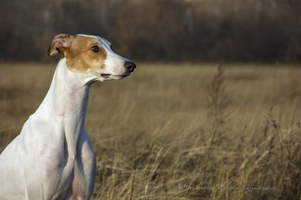 Австралийские породы собак: аусси, келпи, силки терьер