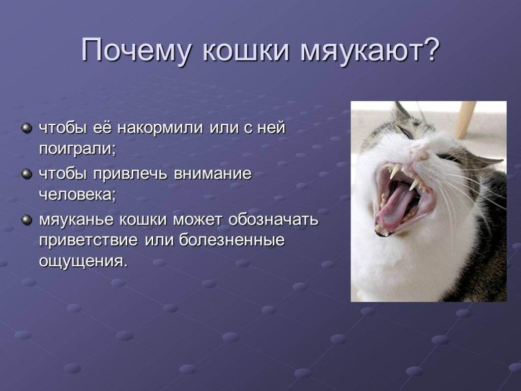 Воздействие валерьянки на кота: можно ли её давать им и не вредна ли она для них, советы ветеринаров