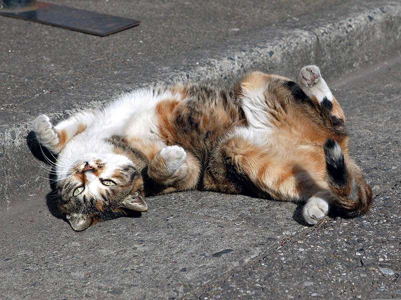Трение кошек о ноги человека и мурлыканье могут многое рассказать об их состоянии : мозаика на портале newsland