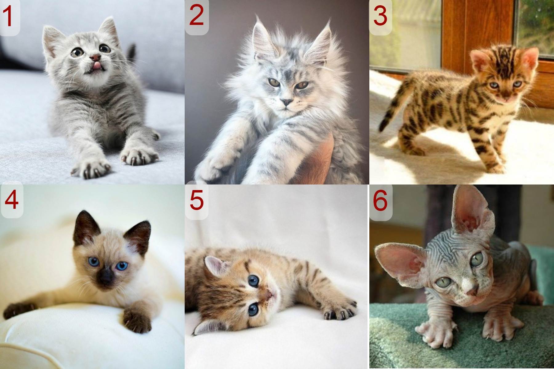 Самые маленькие породы кошек: 5 вечных котят