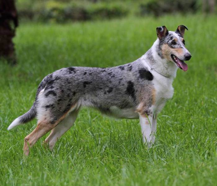 Австралийская пастушья собака: характеристика породы