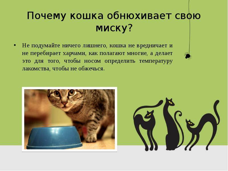 4 причины, почему кошка начала гадить где попало: что делать и как отучить - kotiko.ru