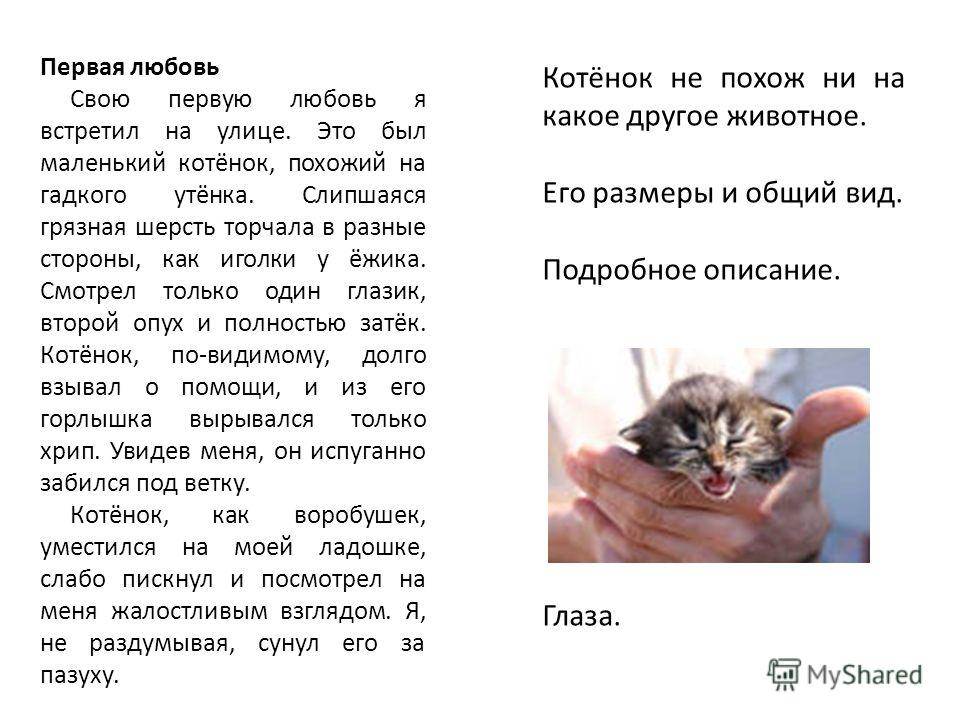 Kимрик - порода кошек - информация и особенностях | хиллс