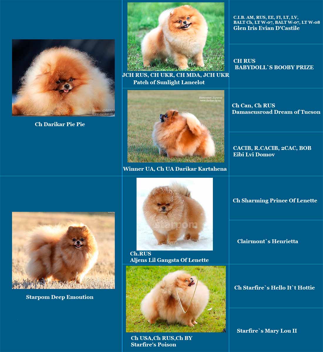 Порода собак померанский шпиц: типы окрасов и фото