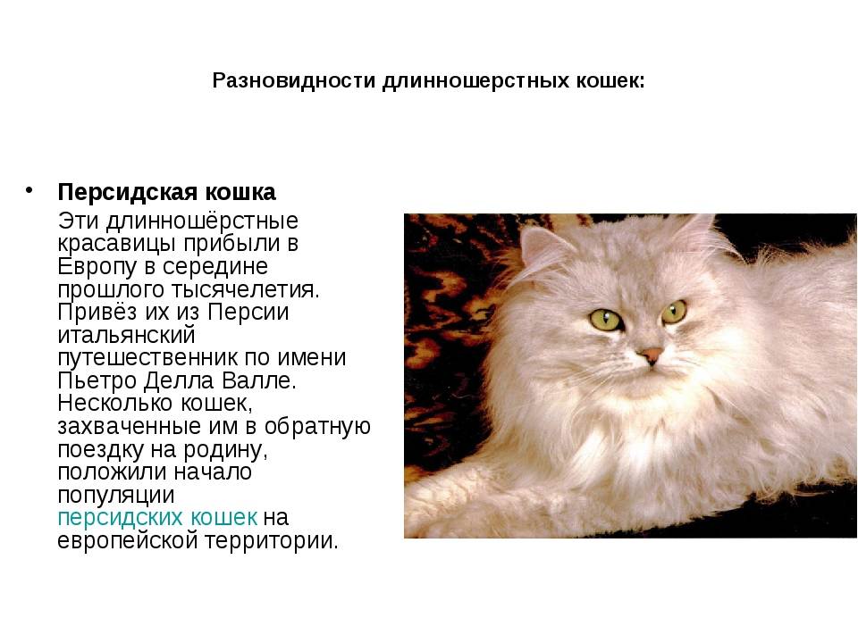 Персидская порода кошек: внешность, характер, фото