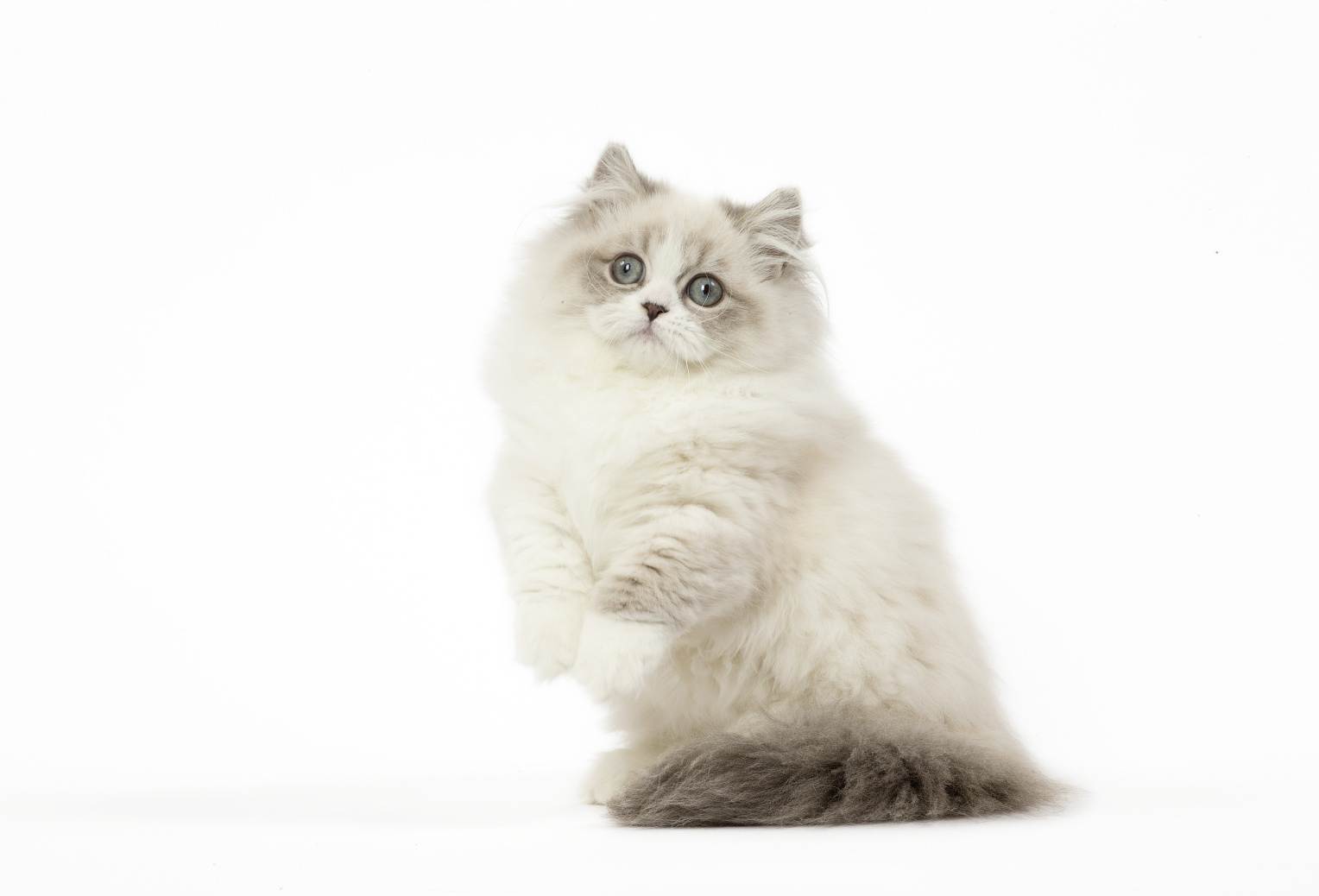 Кошки породы наполеон: описание, характер, советы по содержанию и уходу, фото