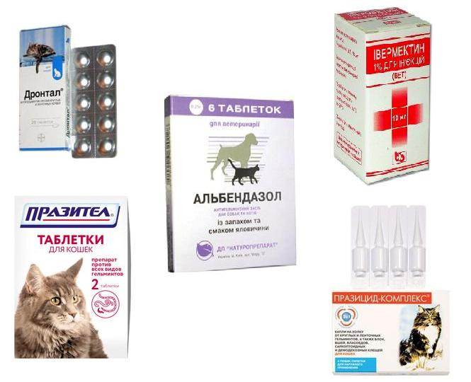 Что давать коту от поноса в домашних условиях, какое лекарство? :: syl.ru