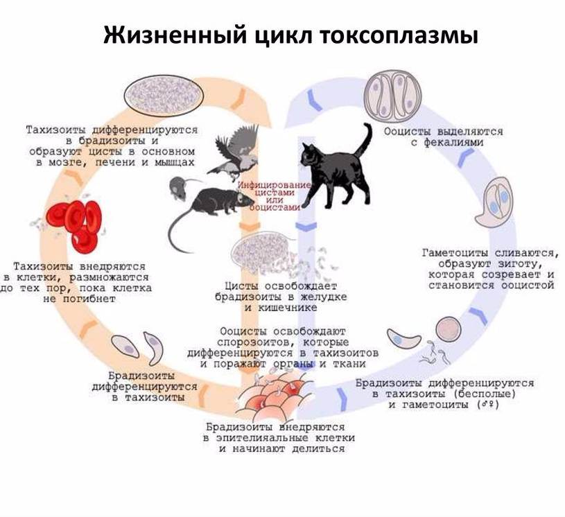 Чем можно заразиться от кошки человеку: 13 болезней, опасных для людей