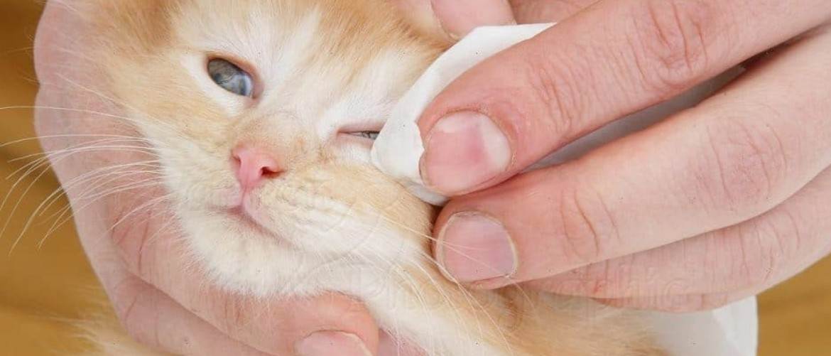 Чем и как промыть глаза котенку | кошке, в домашних условиях