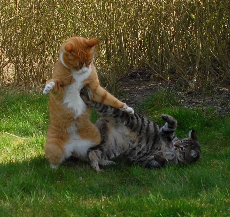 Почему дерутся коты живущие в одном доме. кошачьи драки. что делать, если ваши кошки нападают друг на друга? при повреждении глаз
