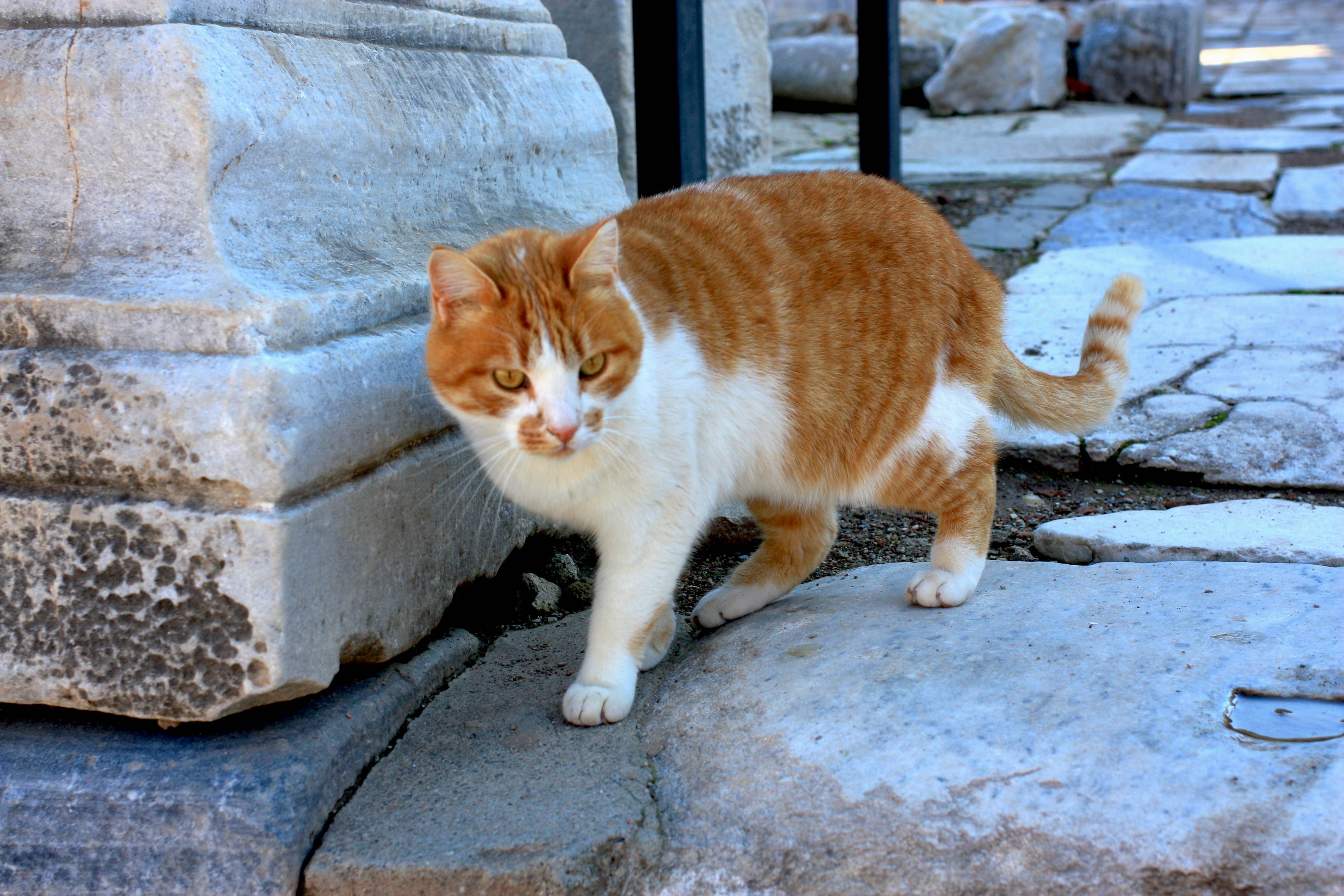 Эгейская кошка