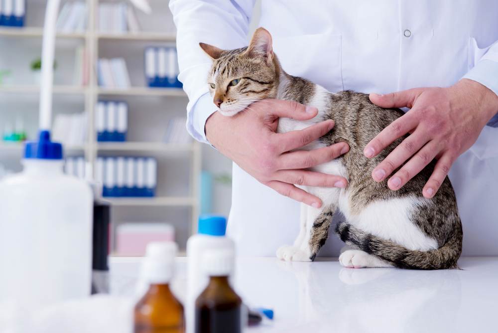 Мастит у кошки: лечение в домашних условиях