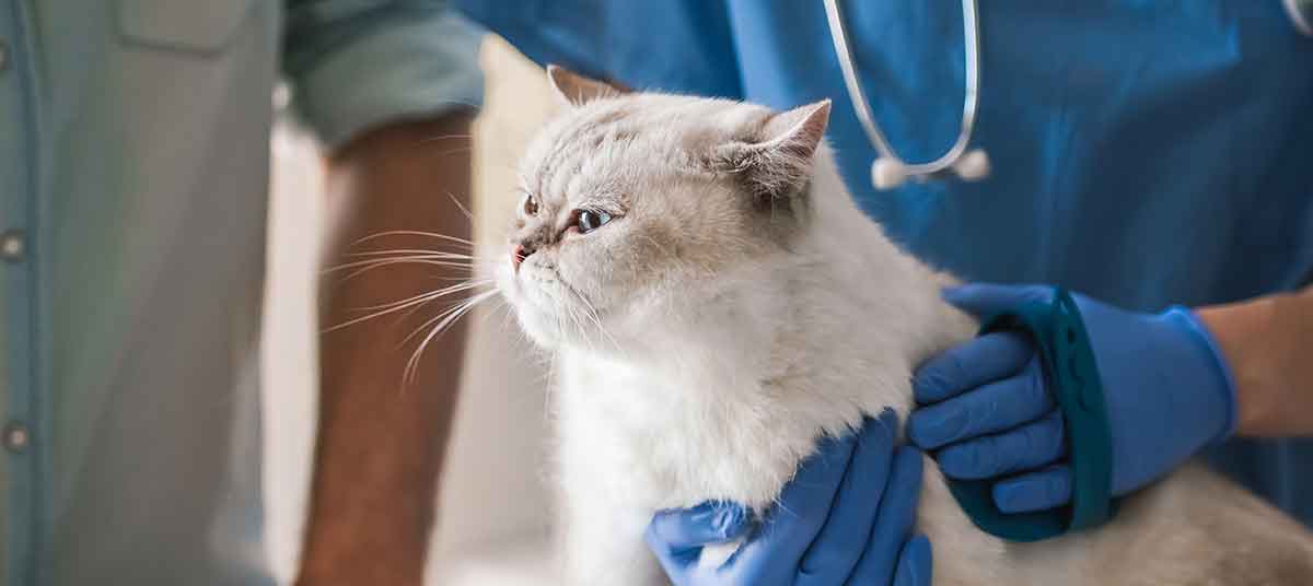 Кашель при болезни сердца у собак и кошек: симптом или патологияветлечебница рос-вет