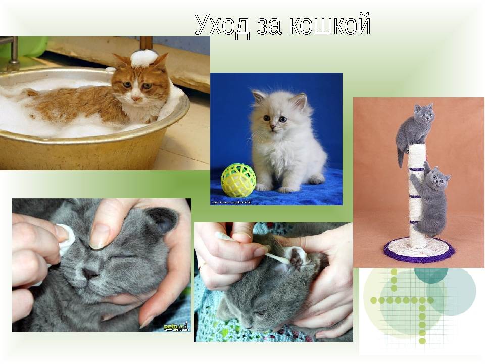 Чем кормить котенка в 1,5 месяца: первый прикорм, натуральные или промышленные корма, смеси и молочные заменители