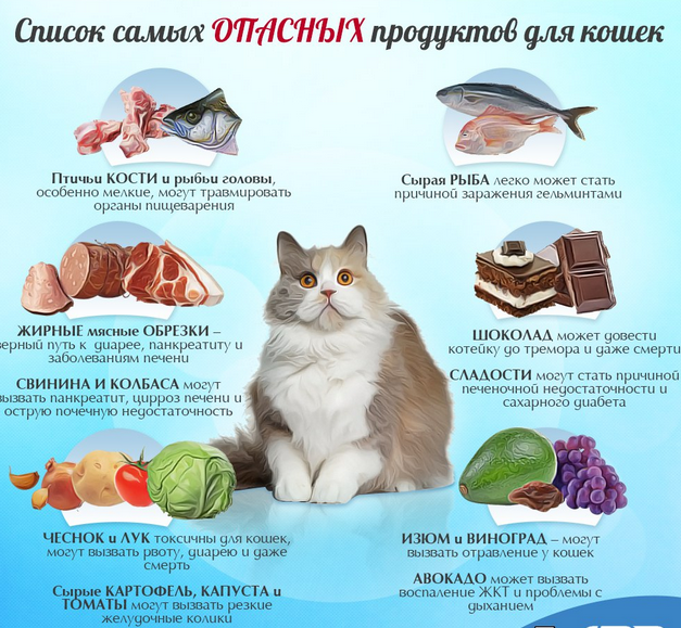 Как кормить кошку сухим кормом: можно ли только таким или надо разными и как правильно, каким лучше, стоит ли собачьим или влажным