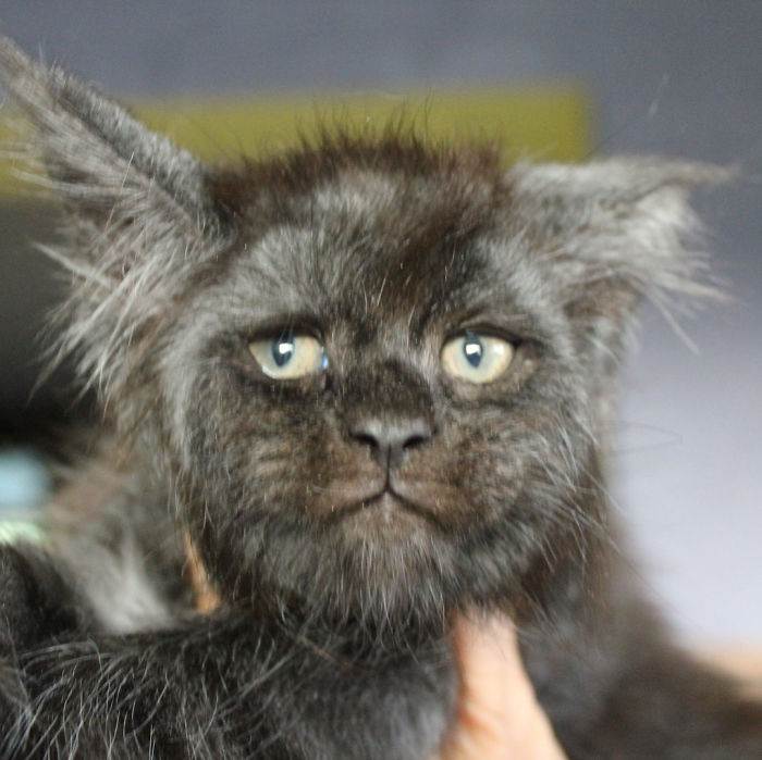 ᐉ кот с человеческим лицом: что за порода, как зовут, видео и фото - zoogradspb.ru