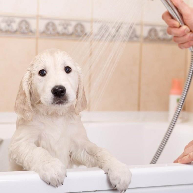Как и чем можно помыть собаку в салоне и дома: инструкция | petguru