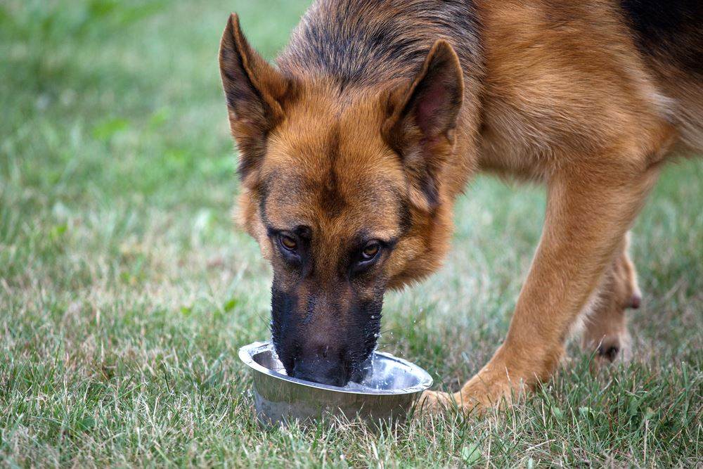 Собака не пьет воду но ест: причины, как заставить щенка попить