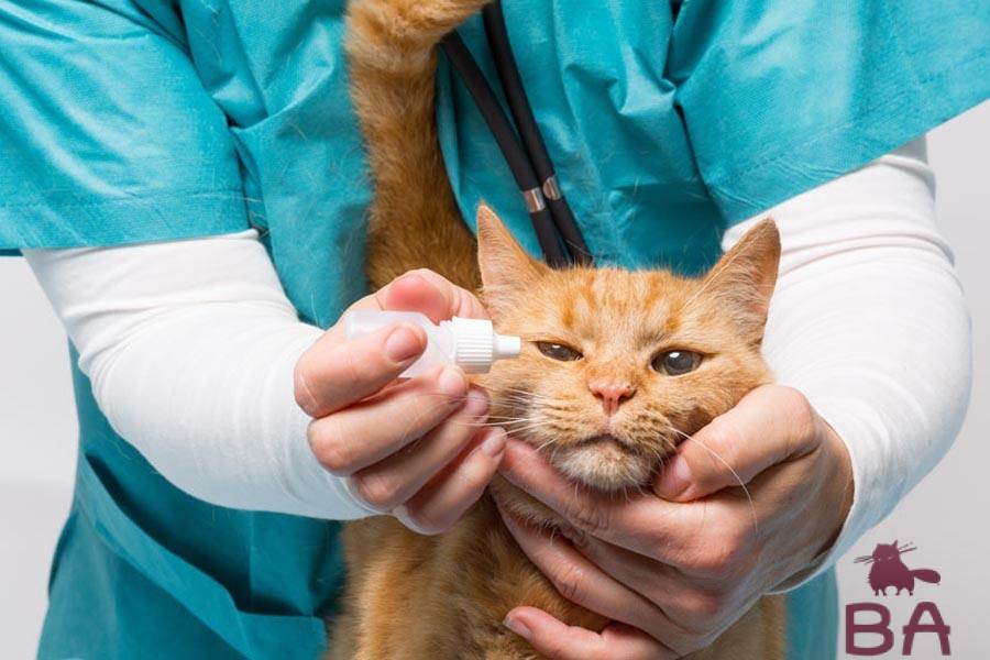 Как передается микоплазмоз у кошек, симптомы и лечение, опасность микоплазмоза кошек для человека