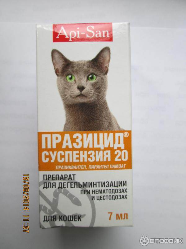 Как выбрать таблетки от глистов для кошек