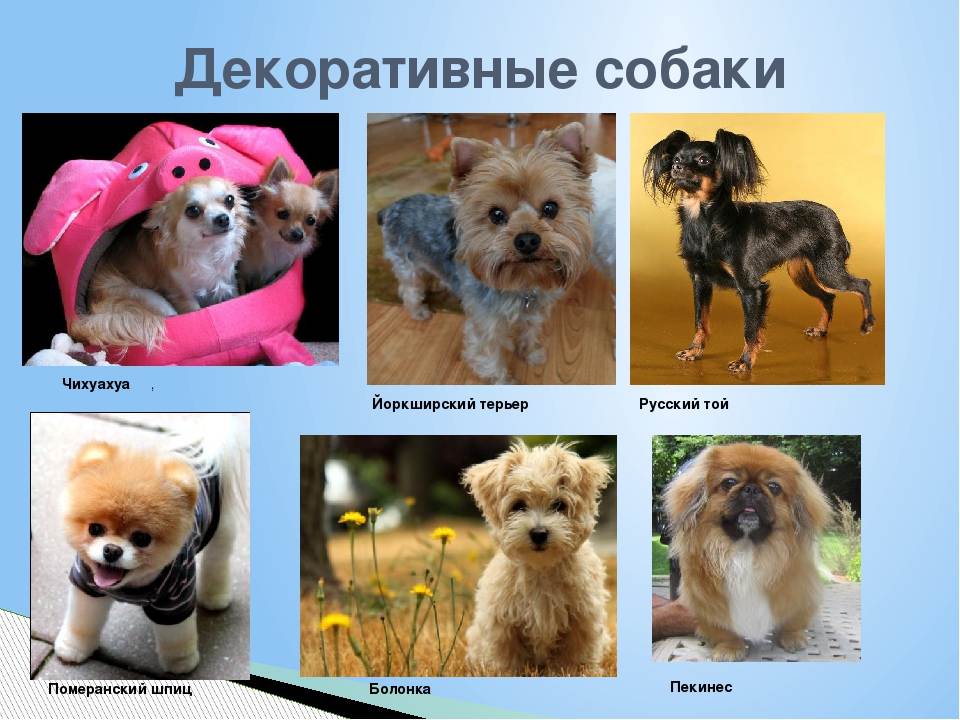 Карликовые породы собак — список с фото и названиями карманных собачек