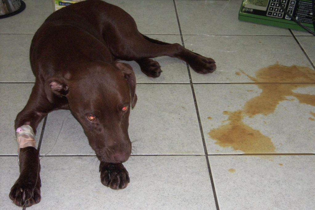 5 причин, почему собака какает с кровью: что делать, лечение, признаки