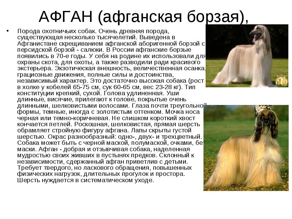 Самые милые породы собак: топ-10 лучших, которые захочет завести каждый