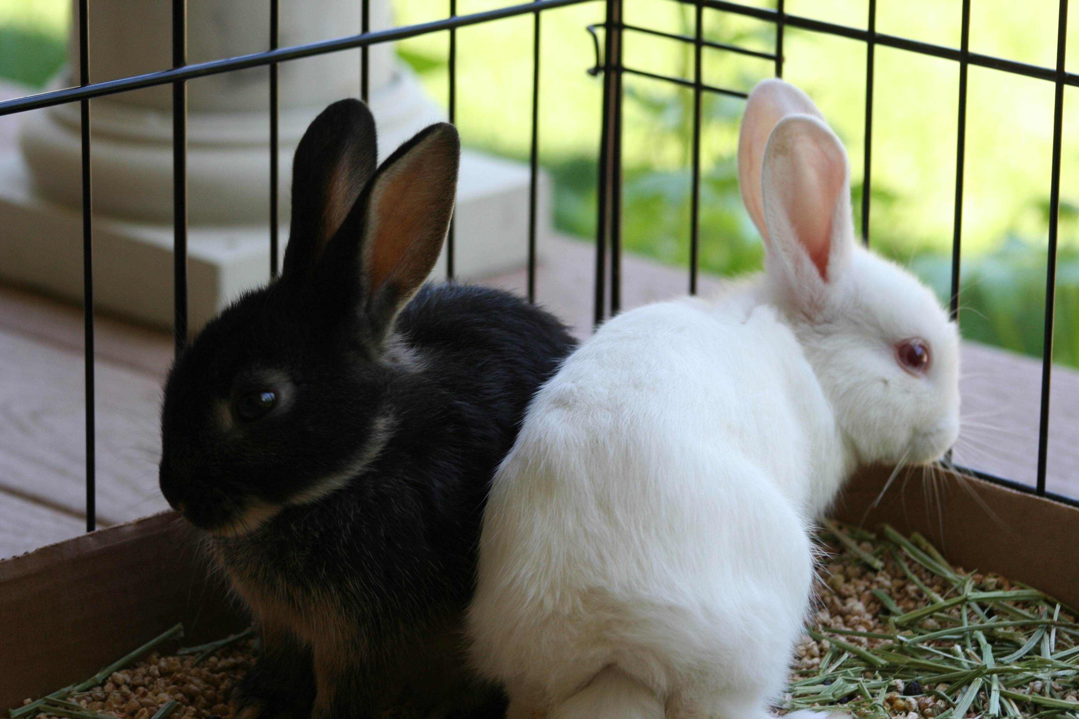 Красота от ушей до хвоста: рейтинг самых маленьких карликовых кроликов домашних пород