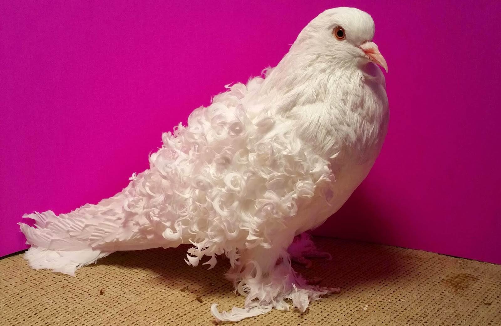 Топ-10 самых необычных голубей, фото