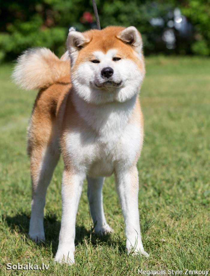 Японские породы собак: описание, популярные породы данной группы