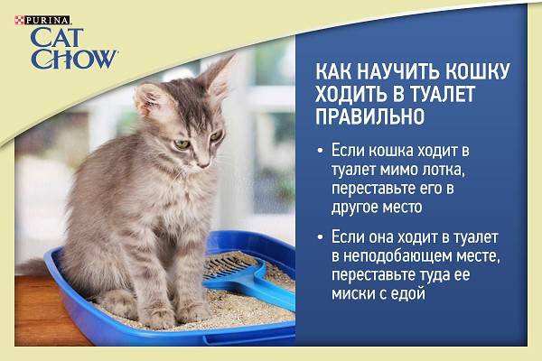 Кошка не ходит в лоток: возможные причины и способы устранения